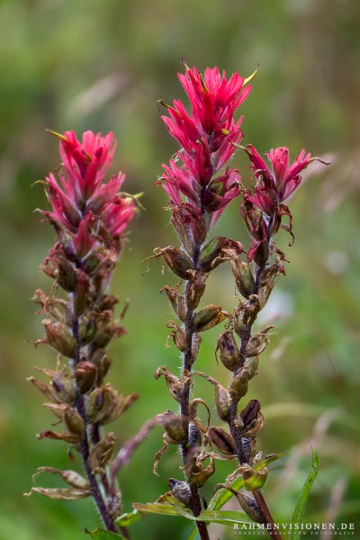 Indian Paintbrush