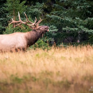 Wapiti-Bulle im Banff Nationalparkac