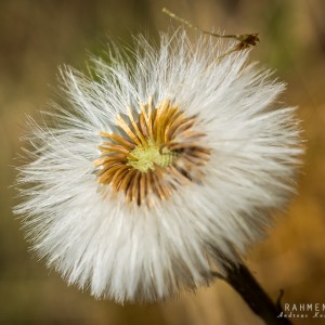 Pusteblume